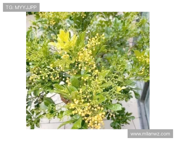 改善米兰开花不香的有效措施与日常养护建议